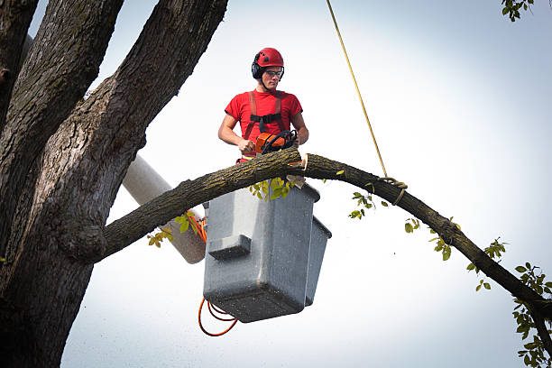 Best Emergency Tree Service  in Denton, NC